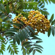  (11/04/2022) Sorbus aucuparia var. xanthocarpa added by Shoot)