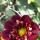 Very freee flowering aug 2018 Added by Jennifer