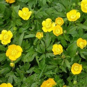 Ranunculus repens (Creeping buttercup) (02/04/2017) Ranunculus repens added by Shoot)
