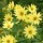  (29/01/2019) Helianthus 'Lemon Queen' added by Shoot)