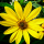 Helianthus 'Lemon Queen' (Sunflower 'Lemon Queen') Added by Nicola