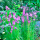 Liatris spicata (Button snakewort) Added by Nicola