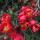 Chaenomeles japonica (11/10/2016) Chaenomeles japonica added by Shoot)