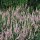 Calluna vulgaris 'Spring Glow' (26/05/2016) Calluna vulgaris 'Spring Glow' added by Shoot)