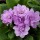 Primula vulgaris 'Lilacina Plena' (22/04/2016)  added by Shoot)