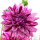 Dahlia 'Blackberry Ripple' (Dahlia 'Blackberry Ripple') Added by Nicola