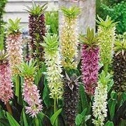 Eucomis Color Carnival Mix (20/05/2016) Eucomis Color Carnival Mix added by Shoot)
