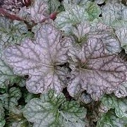 X Heucherella 'Quicksilver' (20/05/2016) X Heucherella 'Quicksilver' added by Shoot)