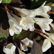 Weigela 'Ebony and Ivory' (19/05/2016) Weigela 'Ebony and Ivory' added by Shoot)