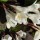 Weigela 'Ebony and Ivory' (19/05/2016) Weigela 'Ebony and Ivory' added by Shoot)