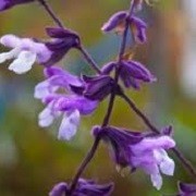 Salvia 'Phyllis' Fancy' (19/05/2016) Salvia 'Phyllis' Fancy' added by Shoot)