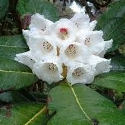 Rhododendron kesangiae var. album