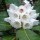 Rhododendron kesangiae var. album (19/05/2016) Rhododendron kesangiae var. album added by Shoot)
