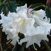 Rhododendron auriculatum x hemsleyanum