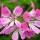 Pelargonium 'Pink Capricorn' (19/05/2016) Pelargonium 'Pink Capricorn' added by Shoot)