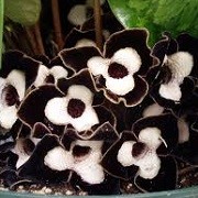 Asarum maximum 'Ling Ling' (19/05/2016) Asarum maximum 'Ling Ling' added by Shoot)