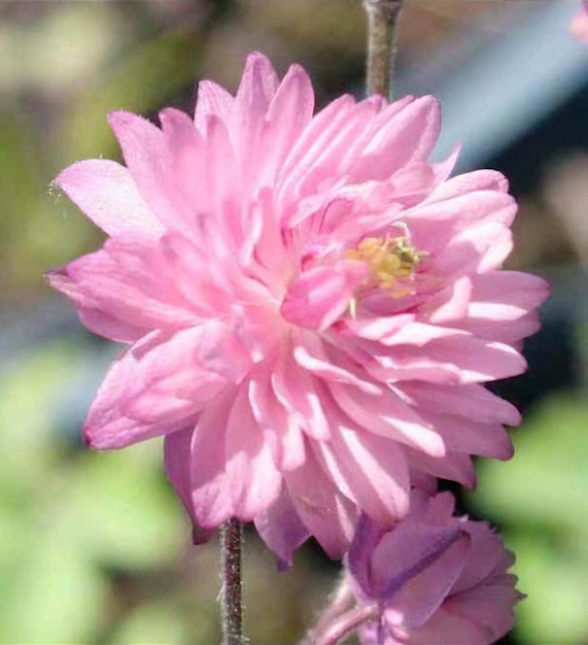 Aquilegia vulgaris var. stellata 'Rose Barlow' (Barlow Series)