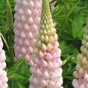 Lupinus 'Blossom' (04/05/2016) Lupinus 'Blossom' added by Shoot)