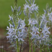 Camassia 'Blue Heaven' (04/05/2016) Camassia 'Blue Heaven' added by Shoot)