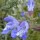  (07/05/2016) Salvia muirii  added by Shoot)