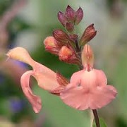 Salvia x jamensis 'Dysons' Orangy Pink'