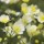  (09/05/2016) Ranunculus acris 'Citrinus' added by Shoot)