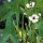  (10/05/2016) Sagittaria sagittifolia added by Shoot)