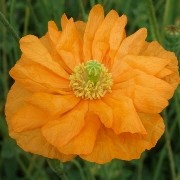  (10/05/2016) Papaver rupifragum added by Shoot)