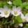  (10/05/2016) Oxalis acetosella added by Shoot)