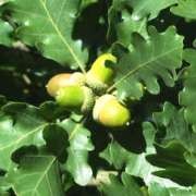  (10/05/2016) Quercus pubescens added by Shoot)
