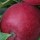  (10/05/2016) Malus domestica 'Michaelmas Red' added by Shoot)