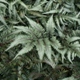 Athyrium niponicum 'Godzilla'