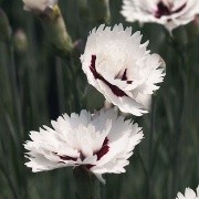  (10/05/2016) Dianthus 'Silver Star' added by Shoot)