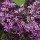  (13/05/2016) Syringa 'Bloomerang Dark Purple' added by Shoot)