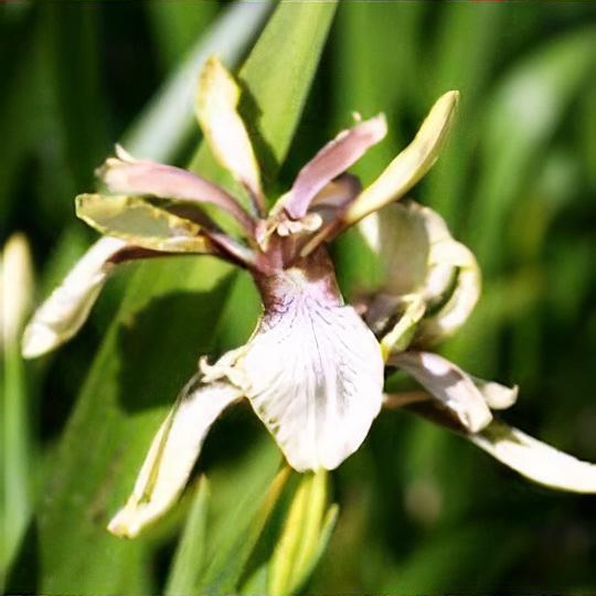 Iris foetidissima var. citrina