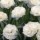  (14/05/2016) Dianthus 'Roselly White' added by Shoot)