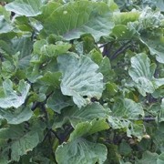  (14/05/2016) Brassica oleracea (Acephala Group) 'Taunton Deane' added by Shoot)
