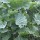  (14/05/2016) Brassica oleracea (Acephala Group) 'Taunton Deane' added by Shoot)