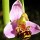  (15/05/2016) Ophrys apifera added by Shoot)