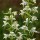  (16/05/2016) Platanthera chlorantha added by Shoot)