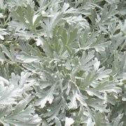  (16/05/2016) Artemisia absinthium 'Lambrook Silver' added by Shoot)