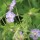  (16/05/2016) Geranium phaeum 'Walkure' added by Shoot)