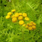  (17/05/2016) Tanacetum vulgare 'Isla Gold'  added by Shoot)
