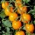  (18/05/2016) Lycopersicon esculentum 'Golden Cherry' added by Shoot)