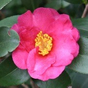  (19/05/2016) Camellia hiemalis 'Kanjiro' added by Shoot)