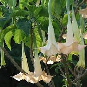 Brugmansia x candida 'Chartreuse'