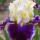  (20/05/2016) Iris 'Fascinant' added by Shoot)