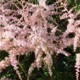 Astilbe 'Pink Lightning' (simplicifolia hybrid)