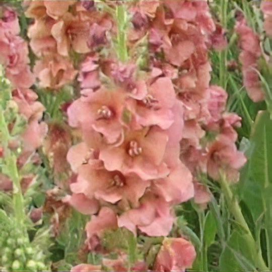 Verbascum (Cotswold Group) 'Cotswold Beauty'