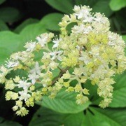  (23/05/2016) Rodgersia 'La Blanche' added by Shoot)
